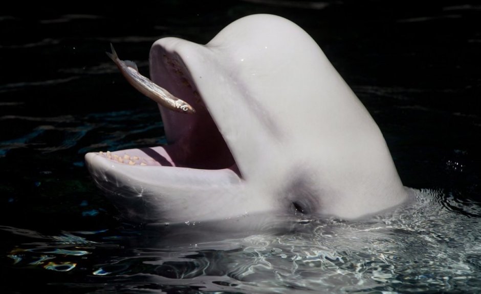 Tilikum Orca