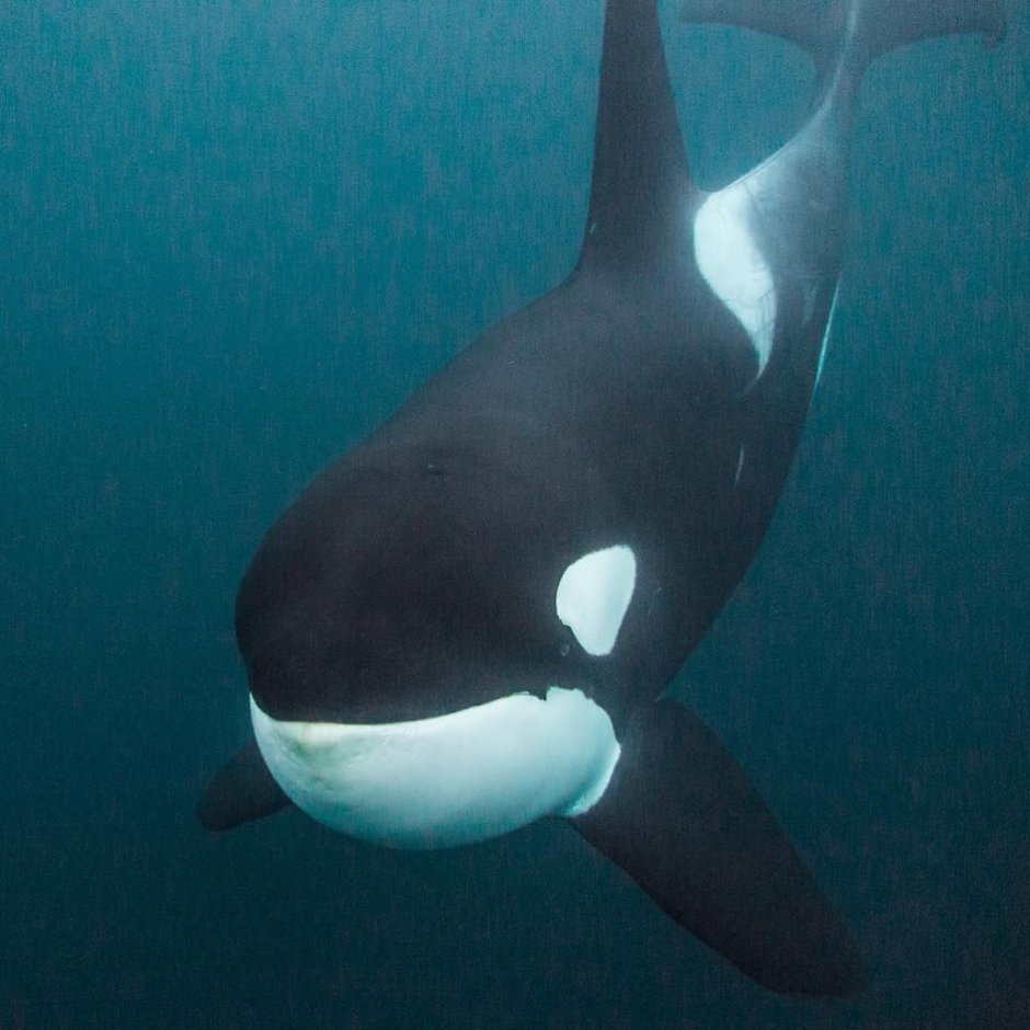 Косатка Orcinus Orca