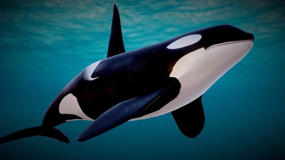 Orcinus Orca коса́тка Orca Killer Whale