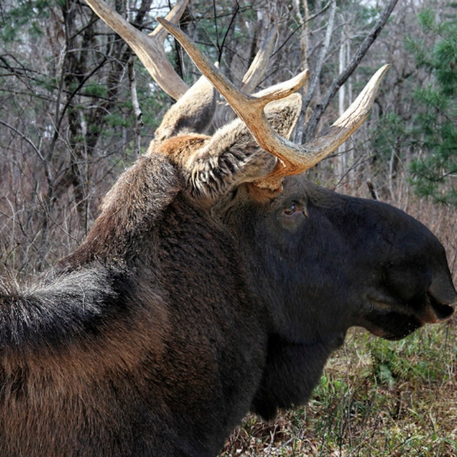 Амурский Лось