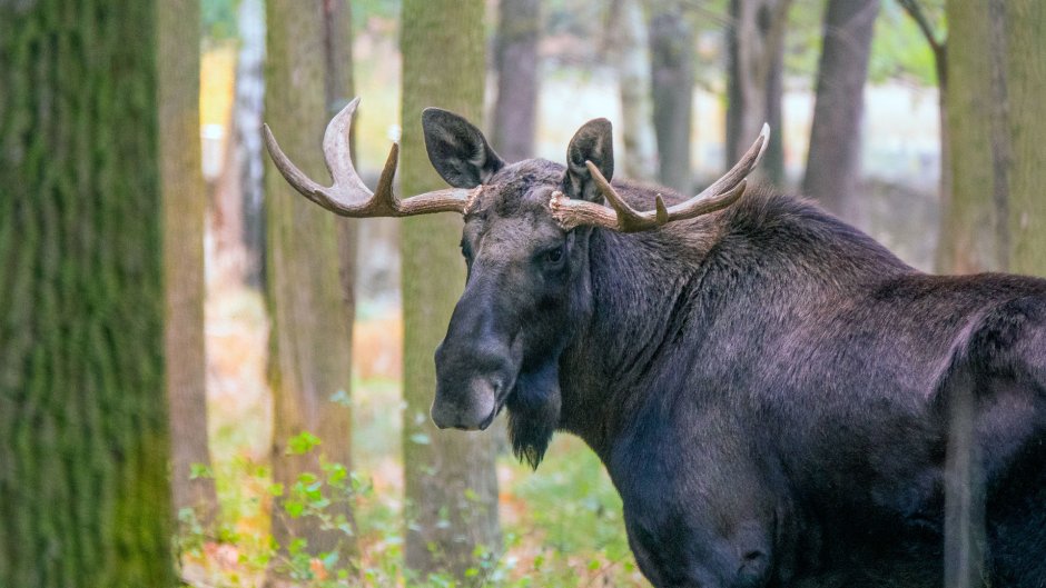 Йеллоустонский парк Лось