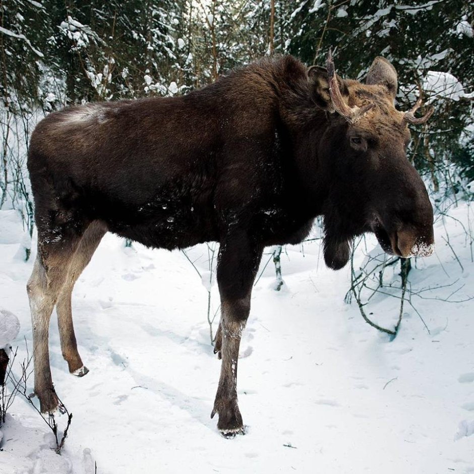 Западно Сибирский Лось