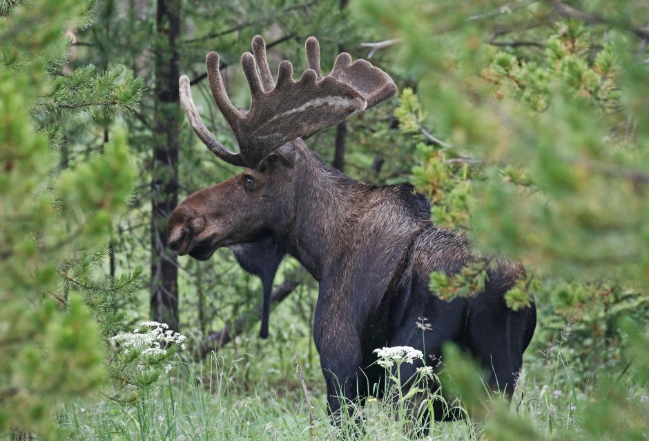 Европейский Лось alces alces