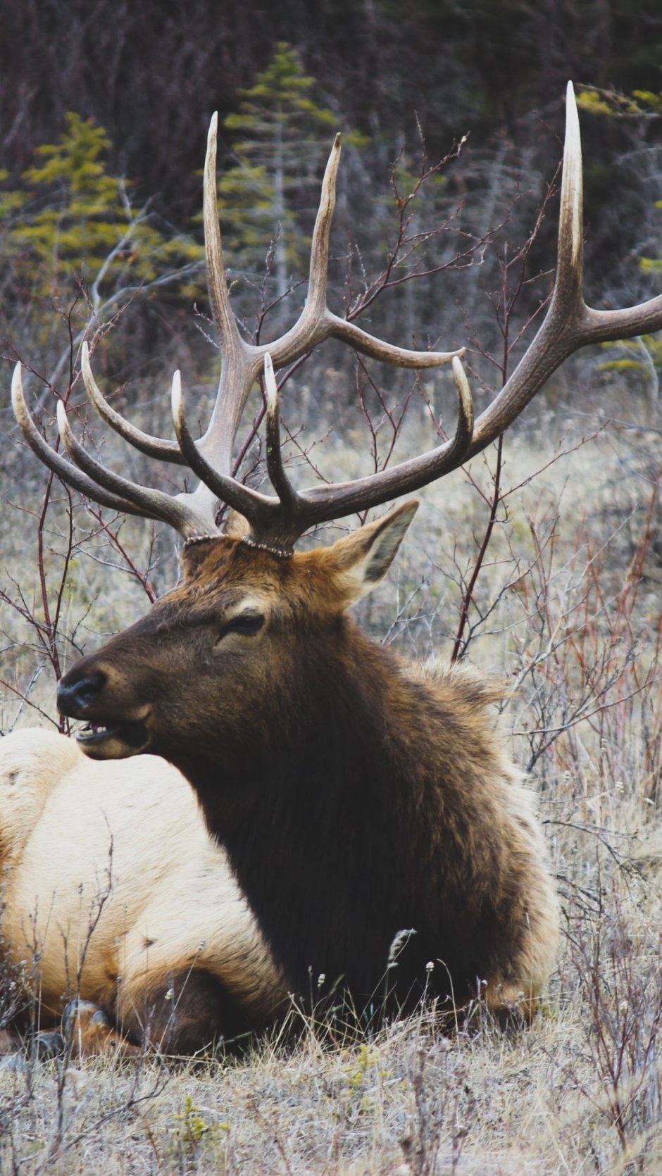 Alces americanus