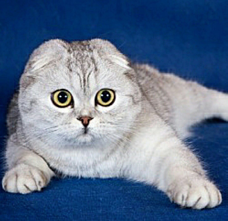 Шотландский вислоухий кот скоттиш фолд