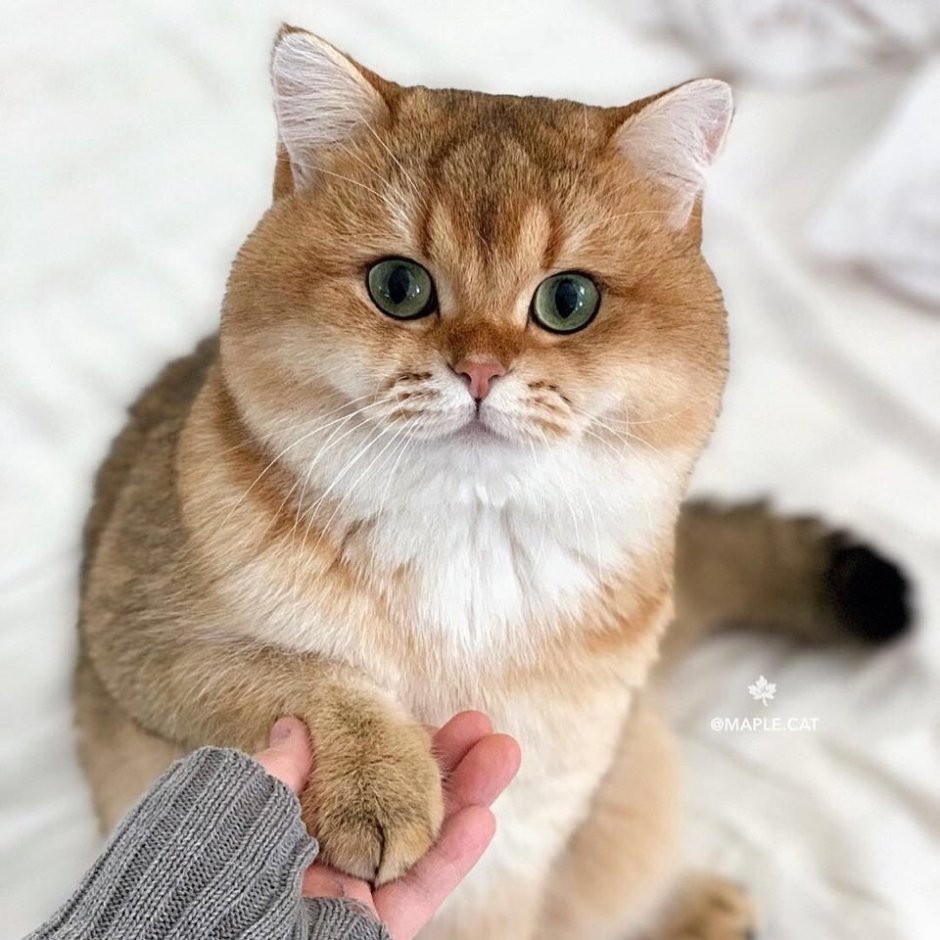Манчкин Золотая шиншилла