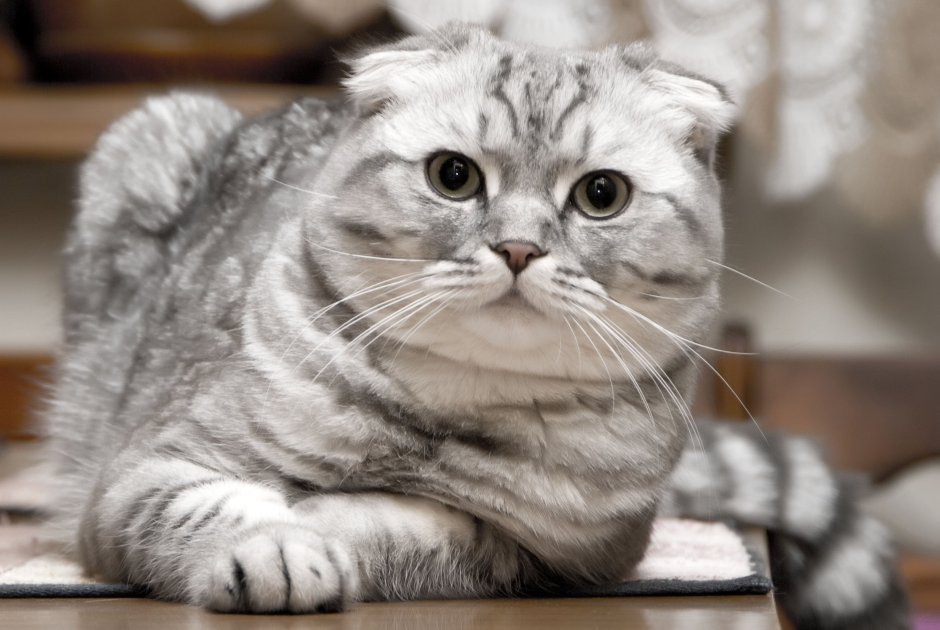 Вислоухие коты шотландцы