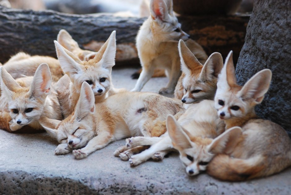 Фенек размножение