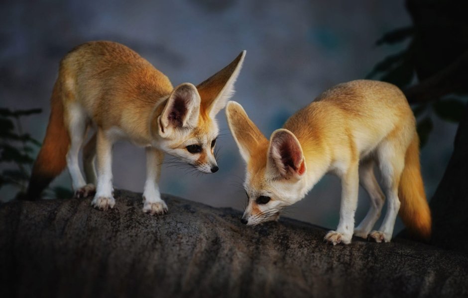 Фенек ареал