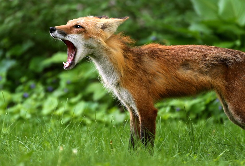 Страшный Лис