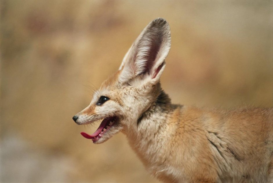 Лисички фенек