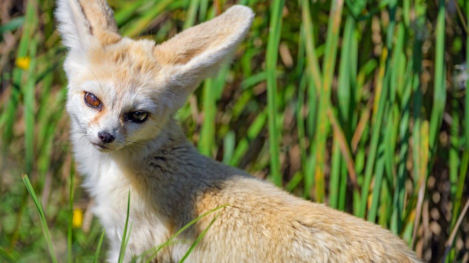 Пустынный фенек