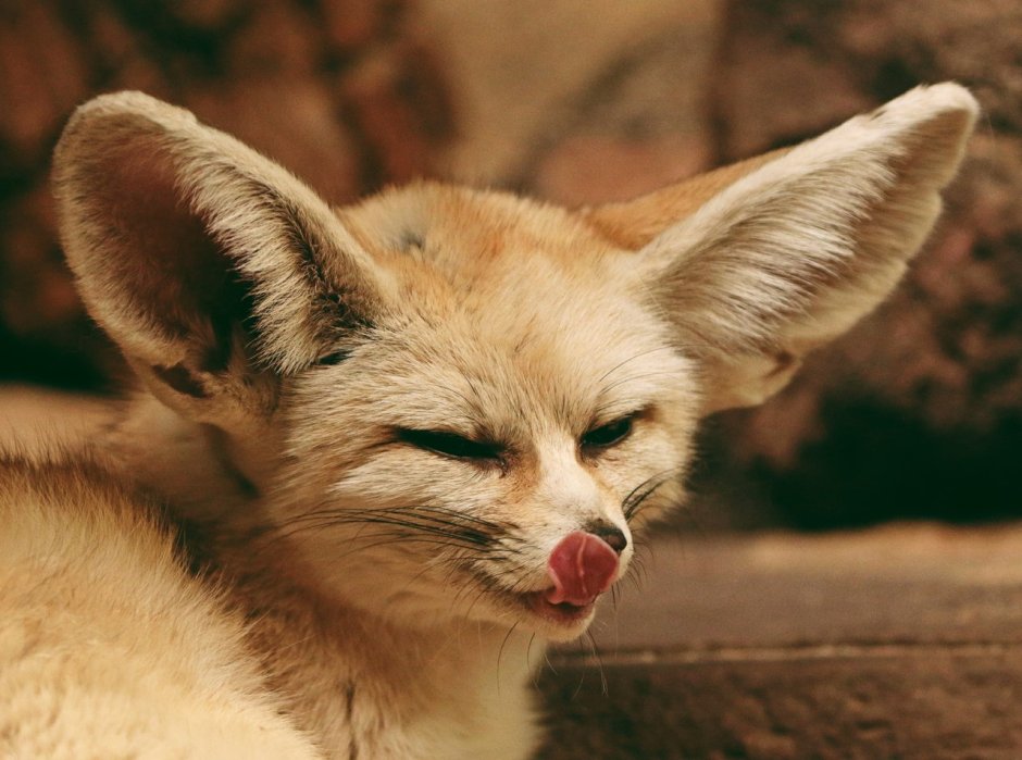 Фенек Соммер