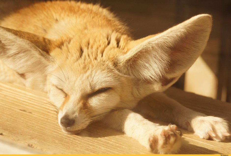 Фенек серебряный Лис варзон