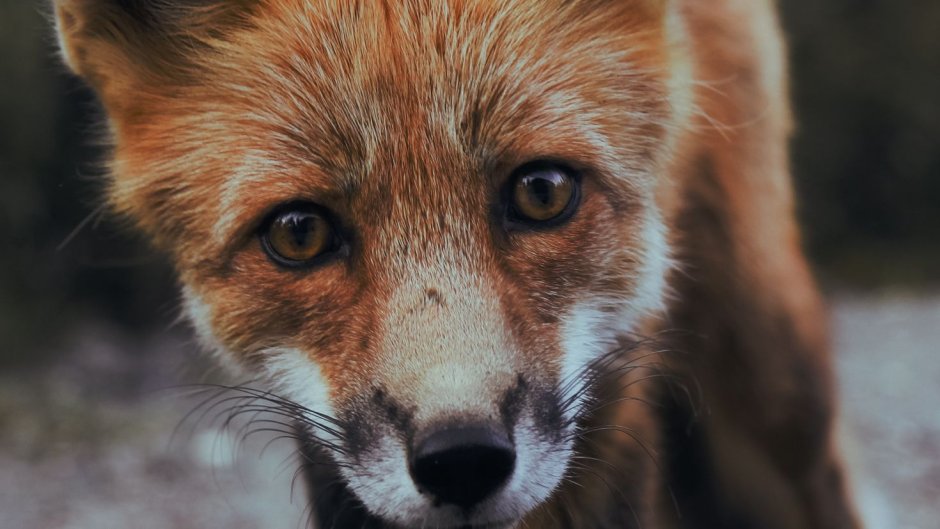 Лиса с грустными глазами