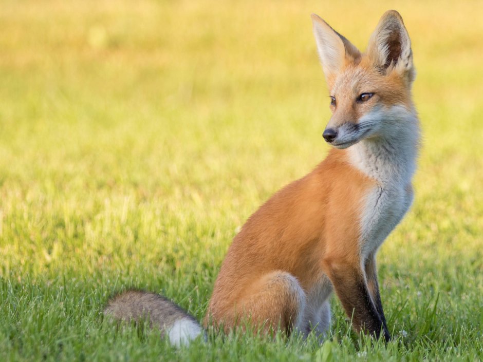 Животные Арктики Полярная лисица (песец)