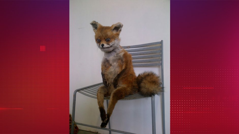 Солнечная лиса