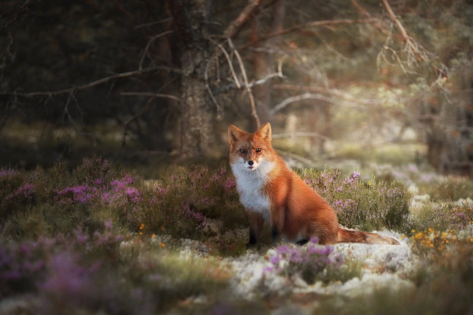 Лисья мордочка