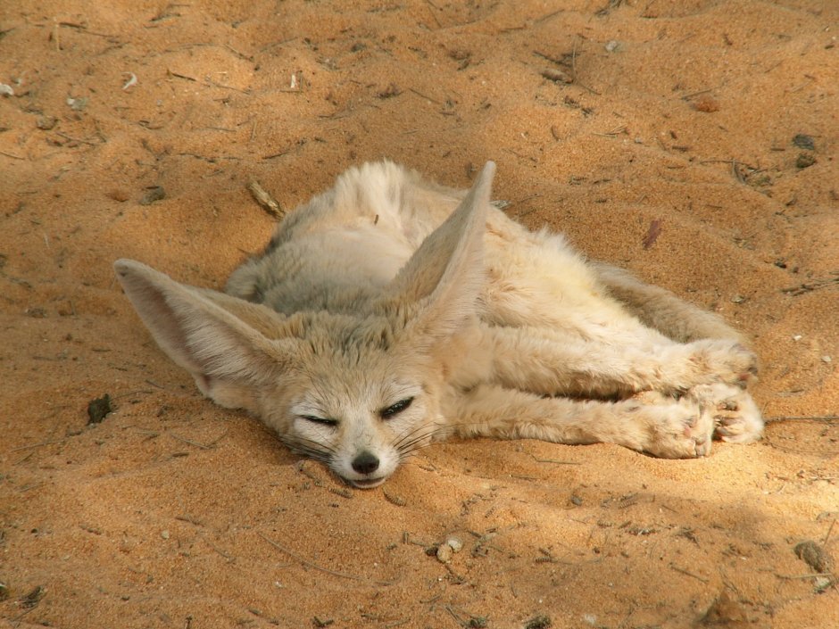 Фенек сбоку