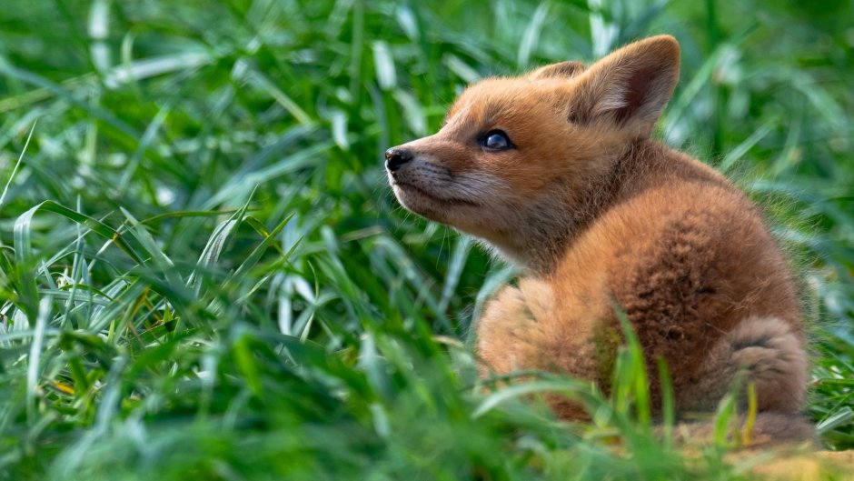 Крупные лисы