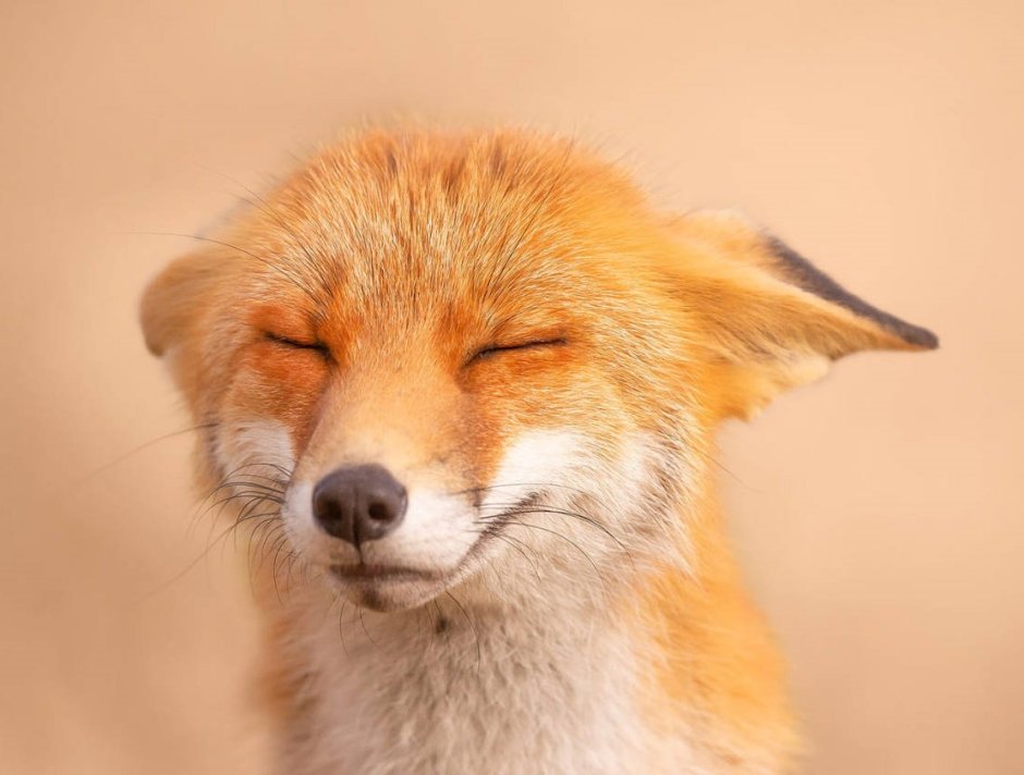 Шакалы в Сочи