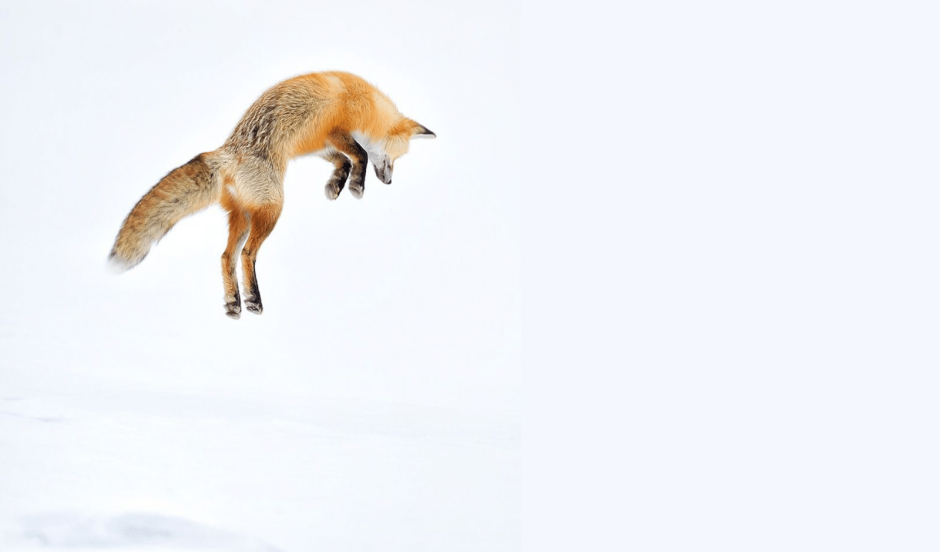 Лиса фенек в пустыне