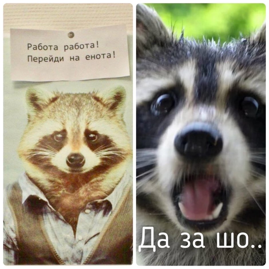 Панда и енот