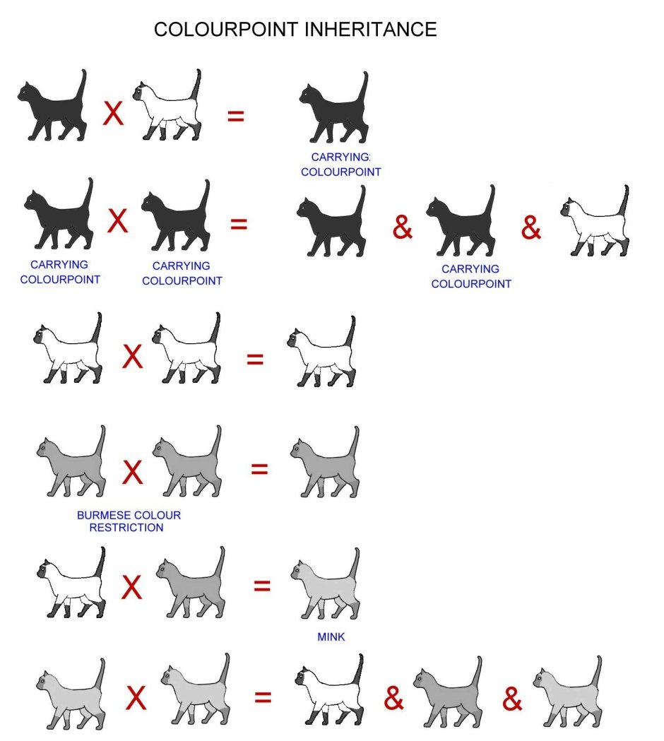 Окрас табби у кошек