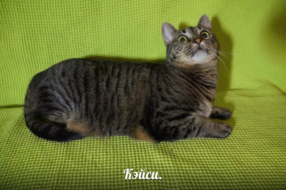 Елизавета котенок