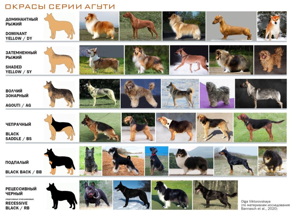 Сепия агути