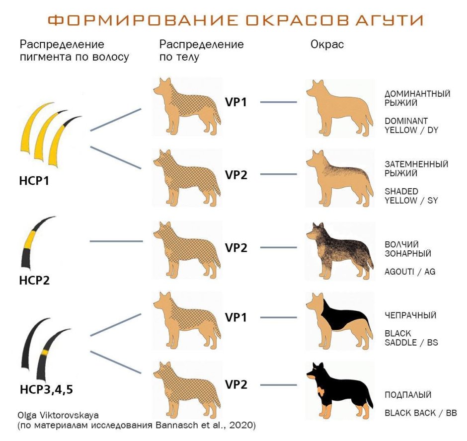 Окрас табби у кошек без породы
