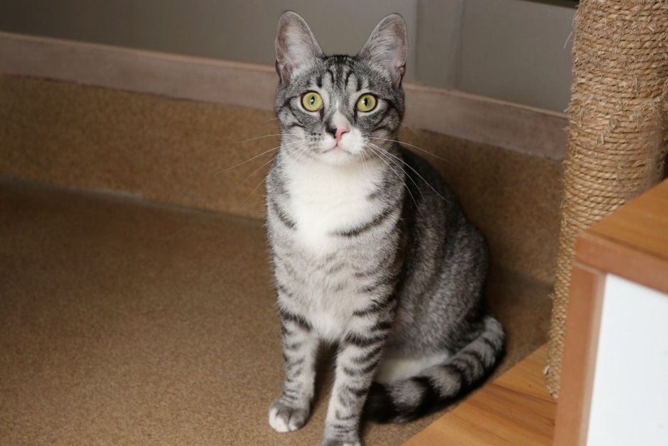 Коты с необычными глазами