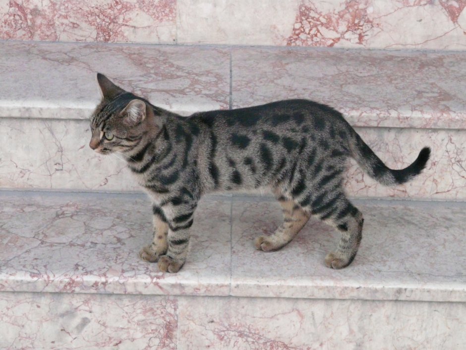 Кошка Миланья