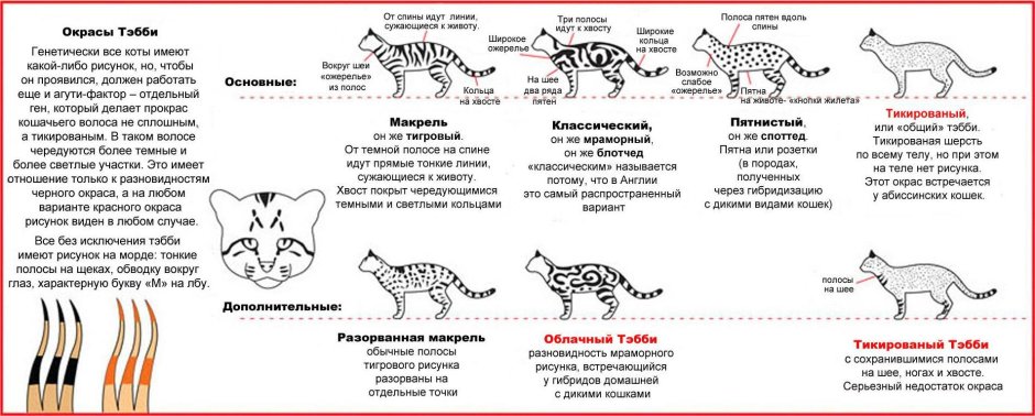 Кошки бурманской породы описание характер