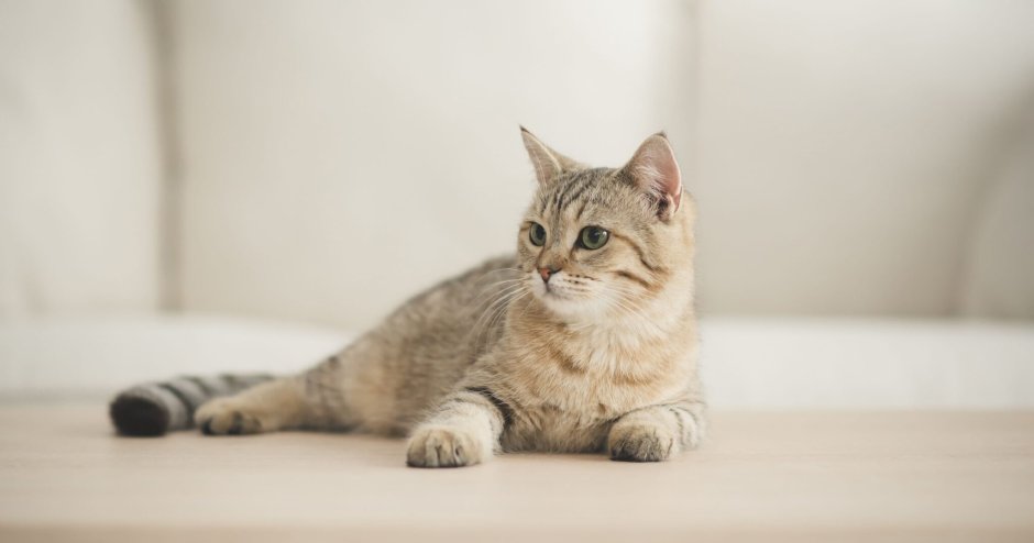 Сибирская кошка табби