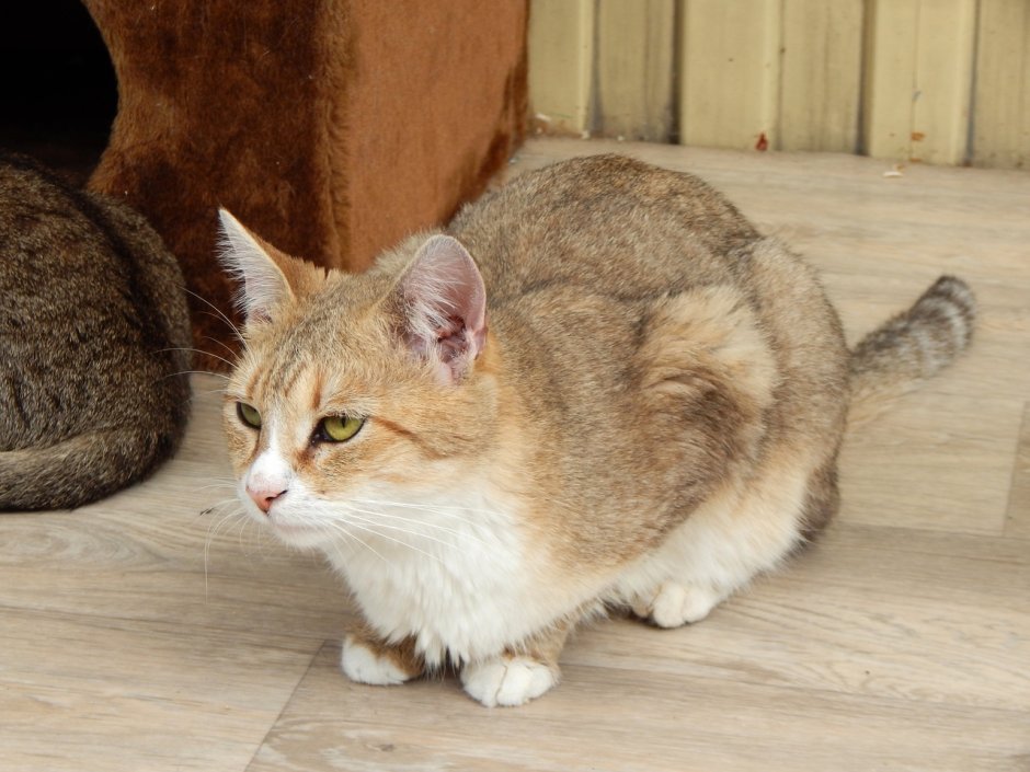 Сибирская кошка окрас табби