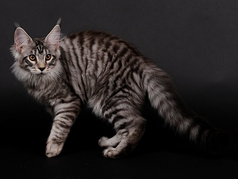Blotched tabby