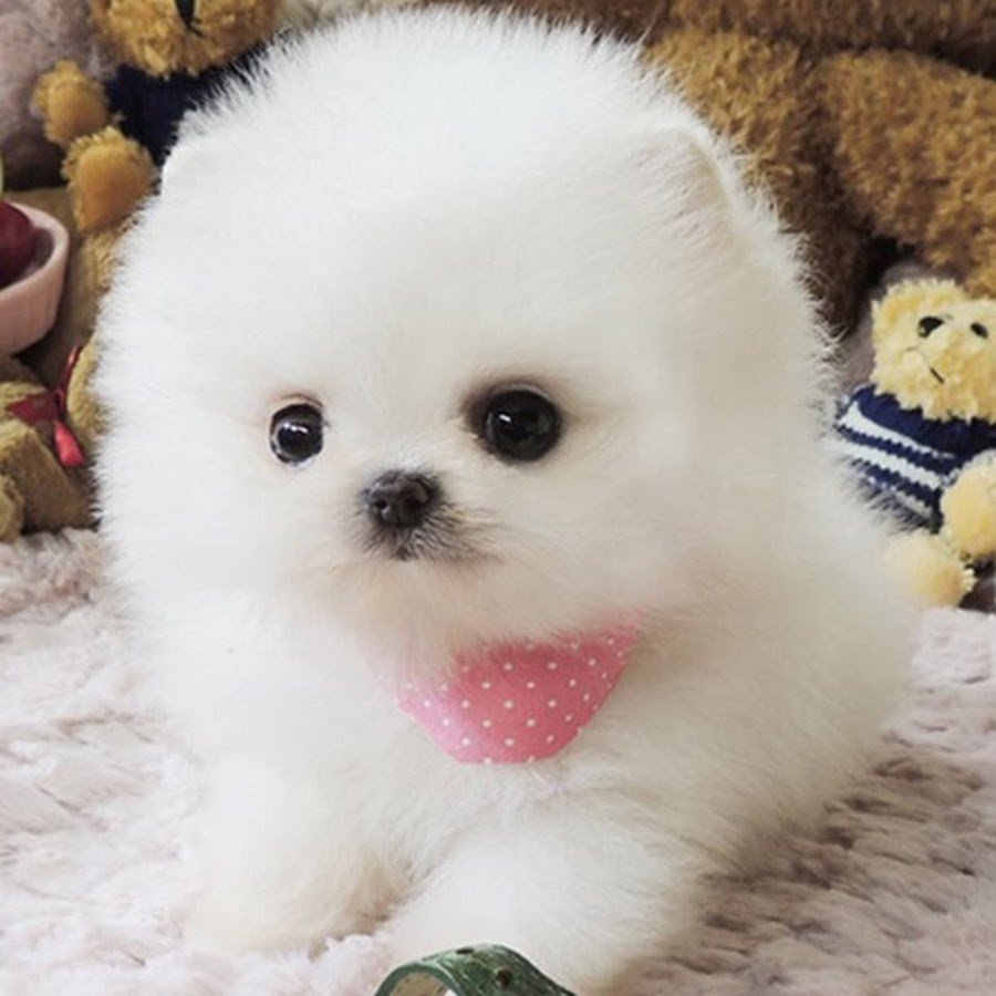 Китайская собачка маленькая Беленькая