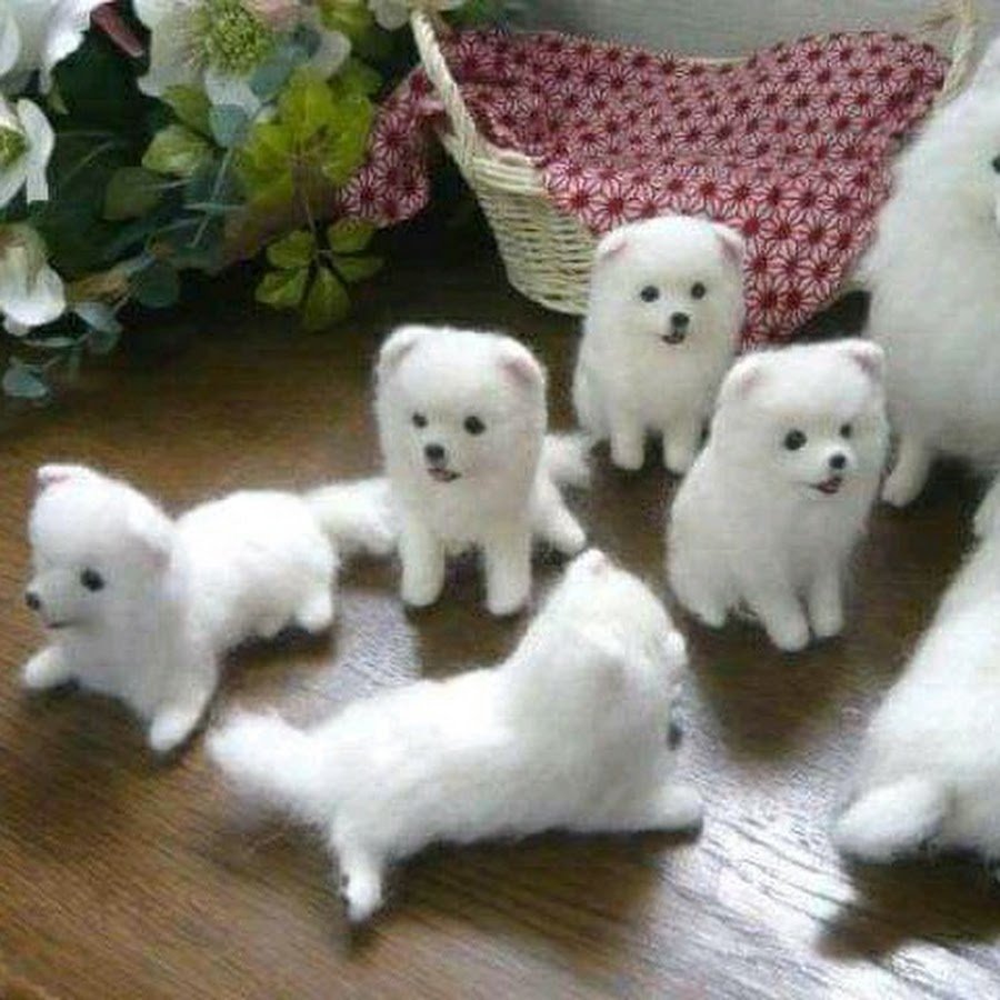 Японский самоед