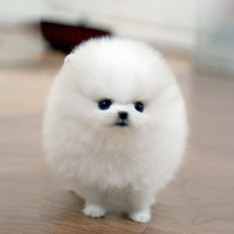 Померанский шпиц Teacup.