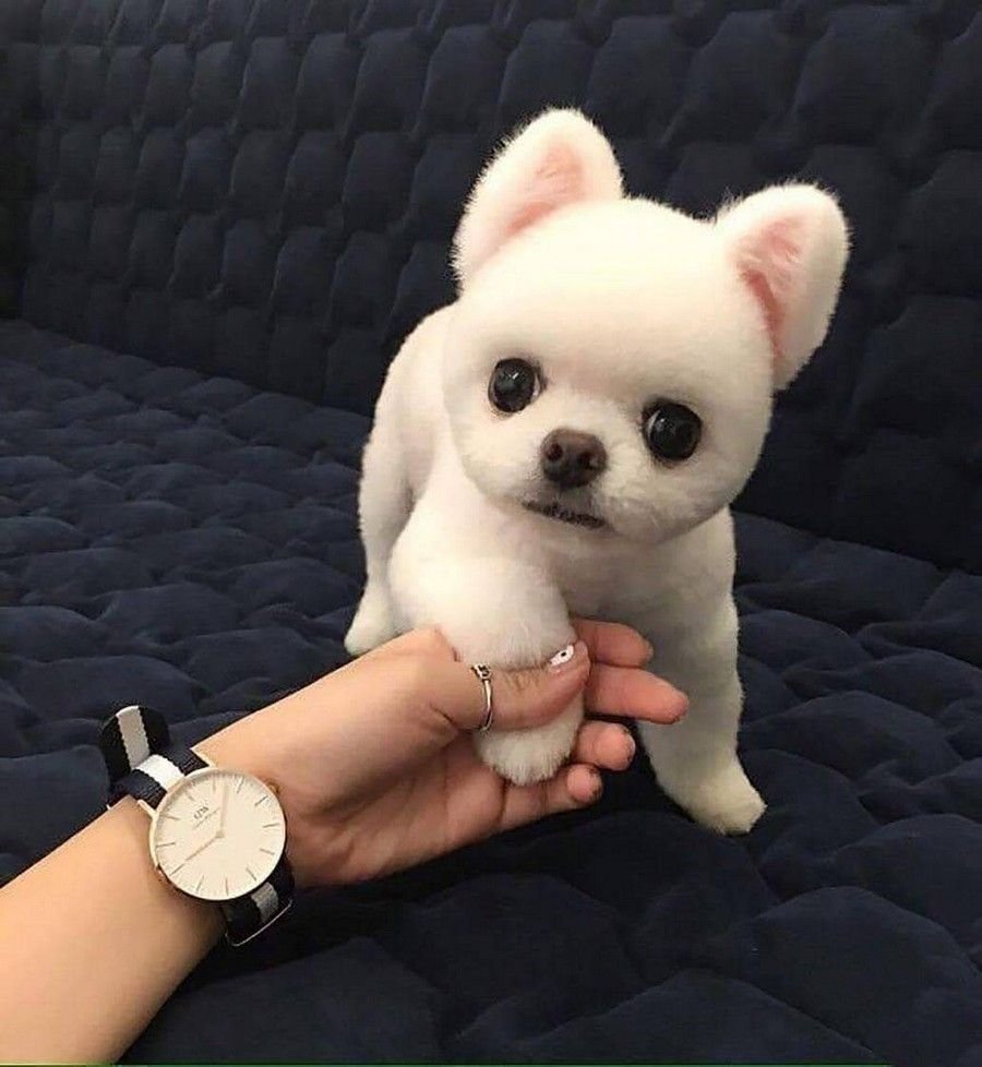 Кишу Кен собака