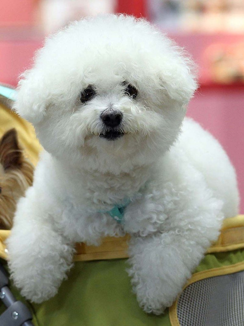 Самоедская лайка