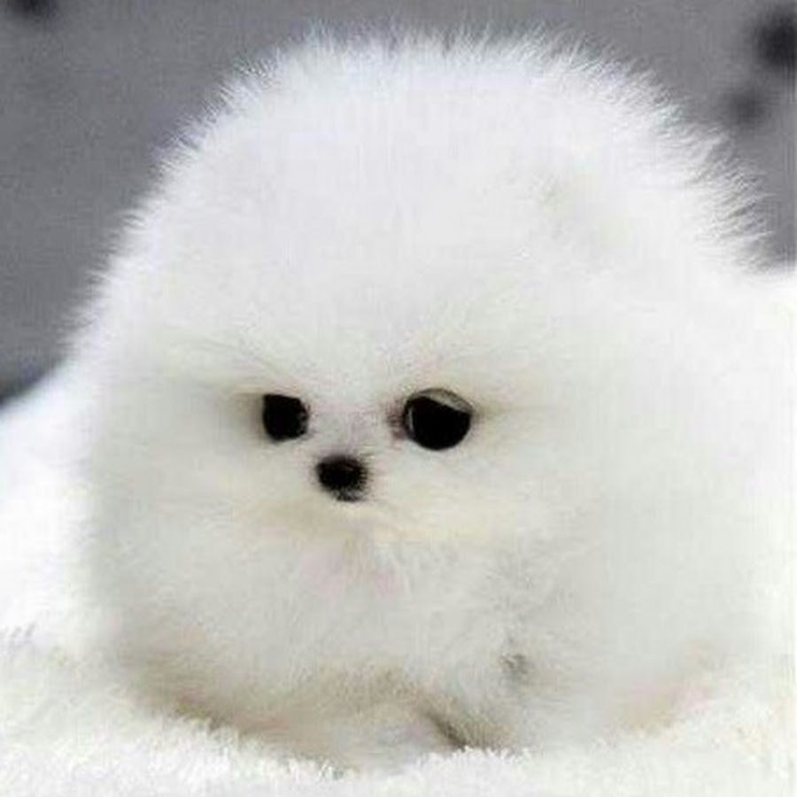 Большие пушистые собаки