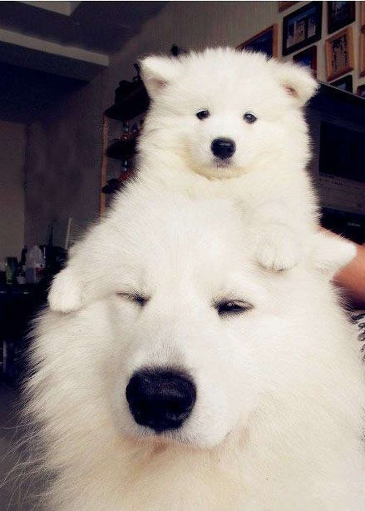 Животные Эстетика