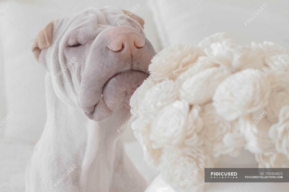 Китайская собака белая пушистая маленькая