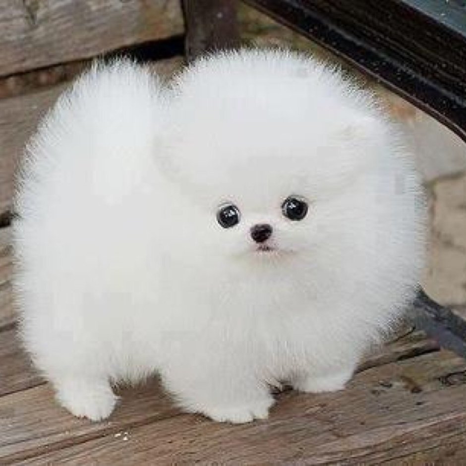 Японский шпиц Шунсуке