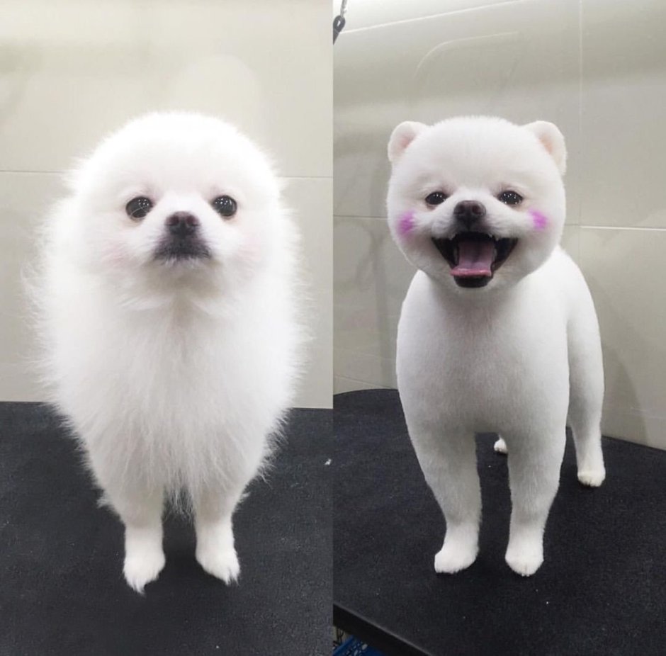 Хаски самоед