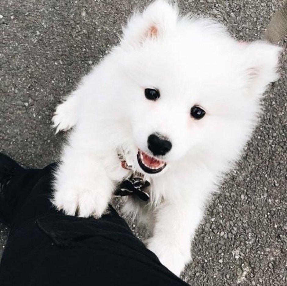 Самоед собака