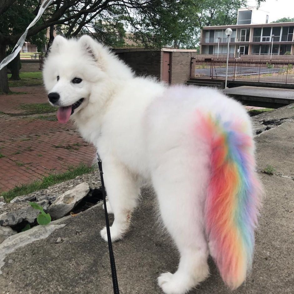 Бультерьер с оффником