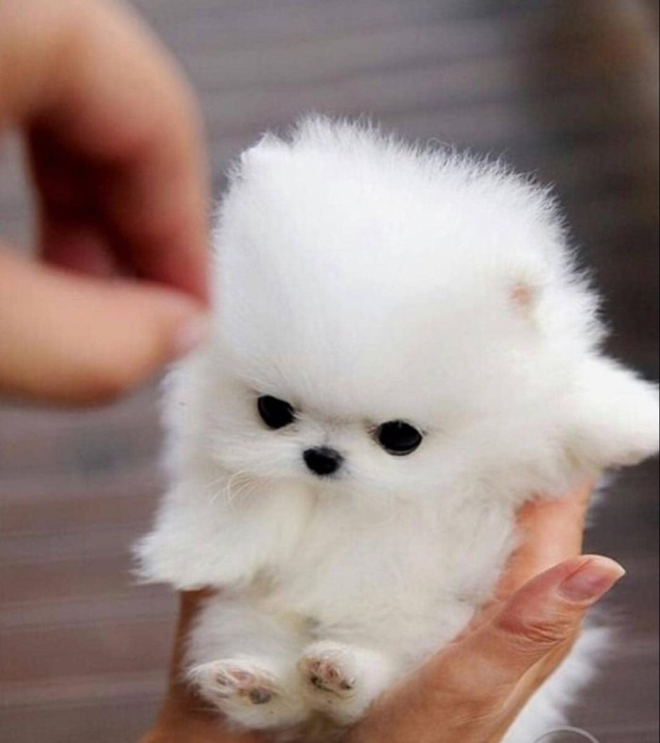 Маленькая белая собачка похожая на игрушку